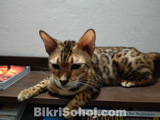 Bengal cat ( female)